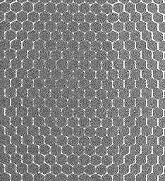 LEHR�̃����g�Q���ʐ^